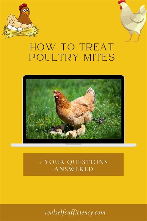 How To Treat Poultry Mites Real Self Sufficiency