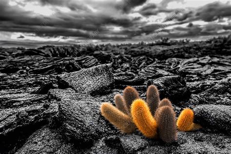 Lava Cactus Plants Brachycereus Spp Galapagos Islands Stock Image