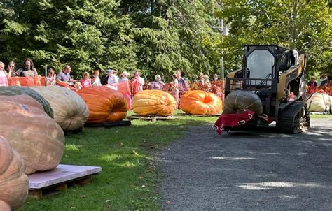 Ridgefields Giant Pumpkin Weigh Off Promises To Be ‘bigger And Better