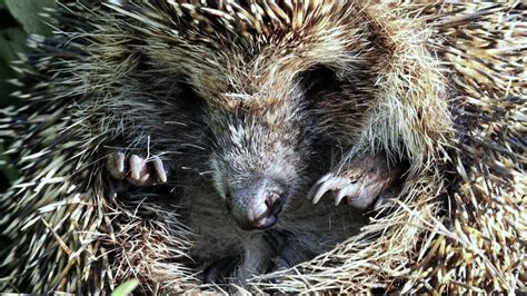 Wenn Igel Fr Her Aus Dem Winterschlag Erwachen So K Nnen Wir Ihnen