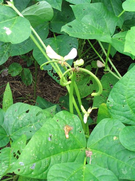 Growing Cowpeas Step By Step • New Life On A Homestead