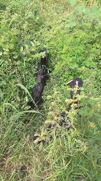 Gavran Sheli Sheli Palan In Maharashtra Goat Farming Business