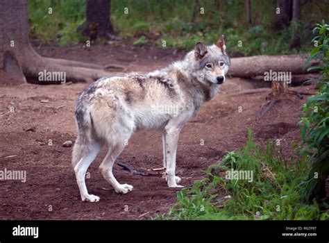 North American Grey Wolf High Resolution Stock Photography And Images