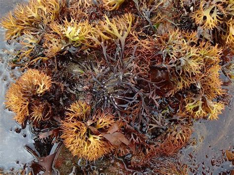 Chondrus Crispus Carragheen Or Irish Moss Red Seaweed Images