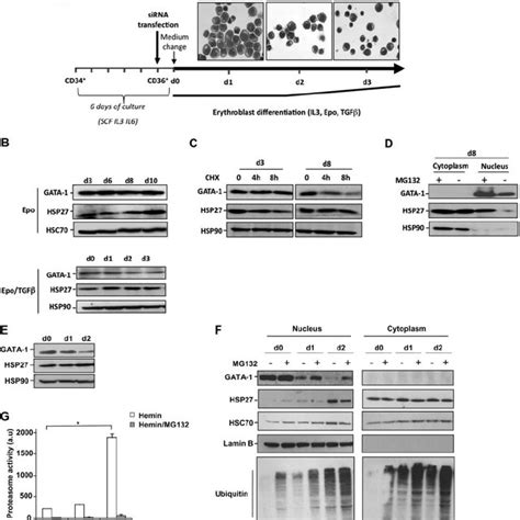 PDF HSP27 Controls GATA 1 Protein Level During Erythroid Cell