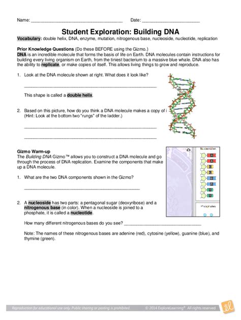 Fillable Online Gizmos Student Exploration Building Dna Answer Key Fax