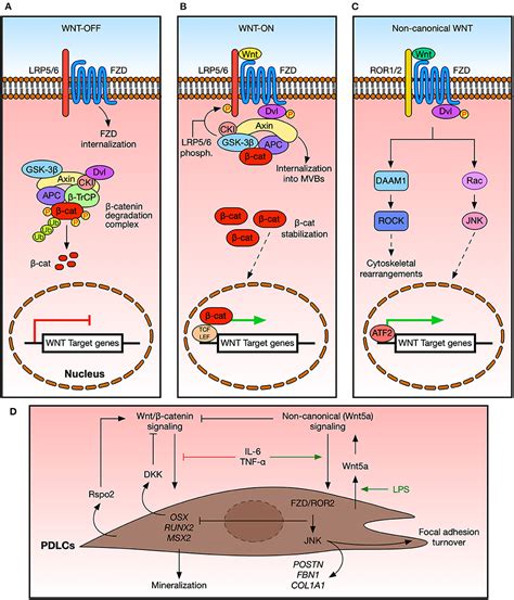 Frontiers Wnt Signaling In Periodontal Disease