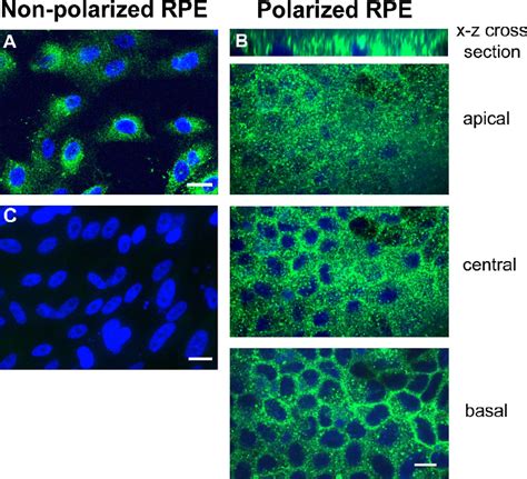 Localization Of Hn In Rpe Cells Immunofluorescence Staining Of Hn In