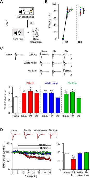 Fear Conditioning With Different Auditory Cs Induces Cp Ampar Insertion Download Scientific