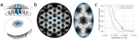 A Nominally 11 Å Reconstruction Of The In Situ Chemosensory Array