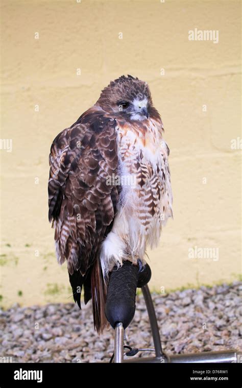 Cornish Birds Of Prey MelodyDevan