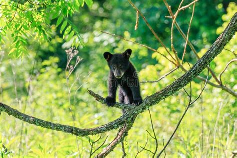 BLACK BEAR CUB stock image. Image of cute, canada, american - 63509499