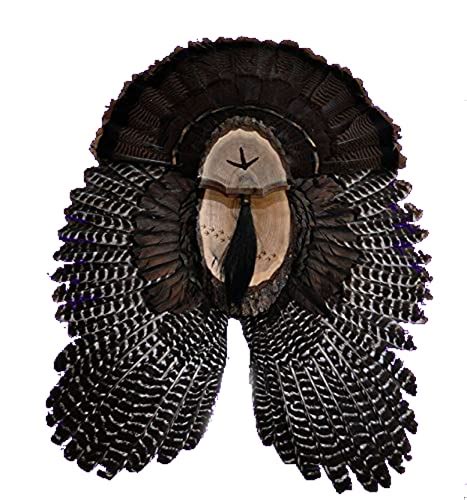 Transform Your Hunting Game With The Ultimate Turkey Fan And Wing Mount