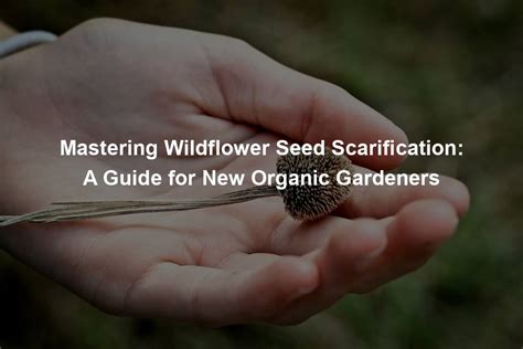 Mastering Wildflower Seed Scarification Organic Seed Finder