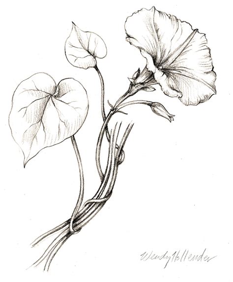 Flowers Gallery Botanical Artist Illustrator Learn To Draw Art