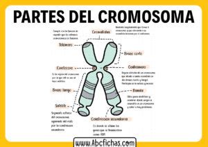 El Cromosoma Y Sus Partes ABC Fichas