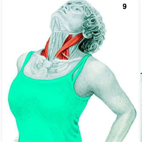 Neck Extension Stretch By Vincent H Exercise How To Skimble