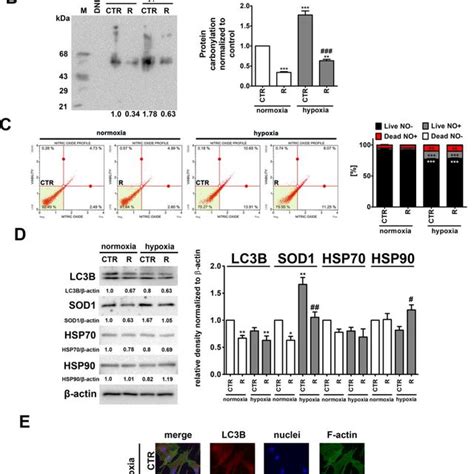 Hypoxia Induced Oxidative Stress A B Nitrosative Stress C