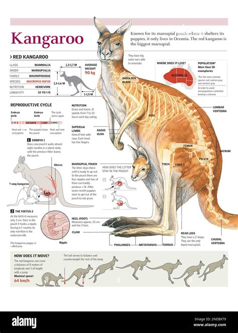 Infographics of the anatomy, geographical distribution, reproductive ...