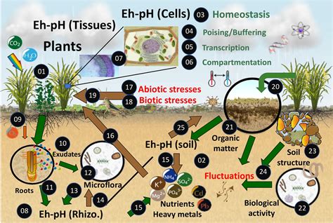 Soil And Plant Health In Relation To Dynamic Sustainment Of Eh And Ph