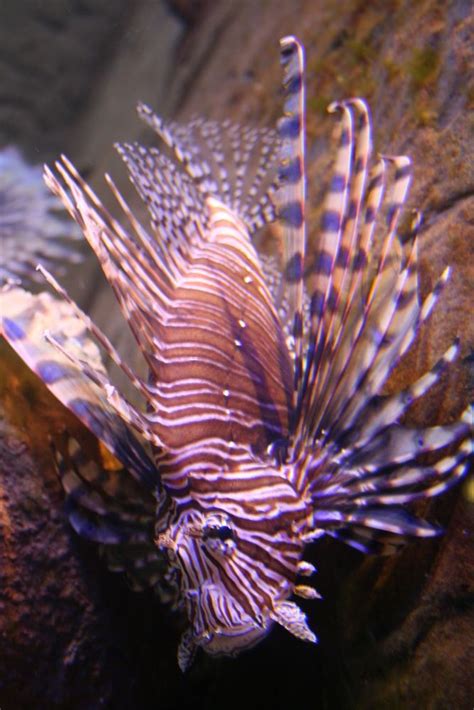 spiky fish by samknox | ePHOTOzine