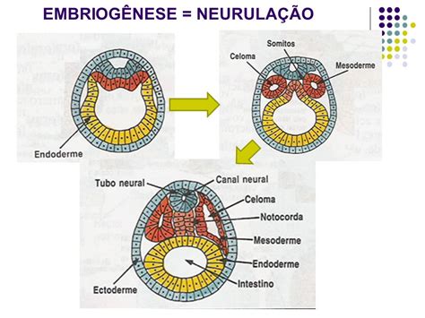 Só para relembrar Biologia Embriologia