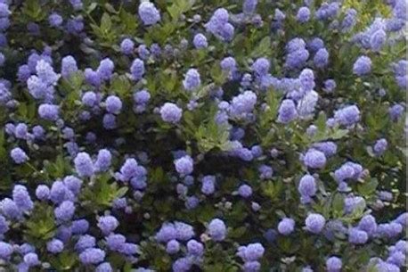 Ceanothus Thyrsiflorus Skylark