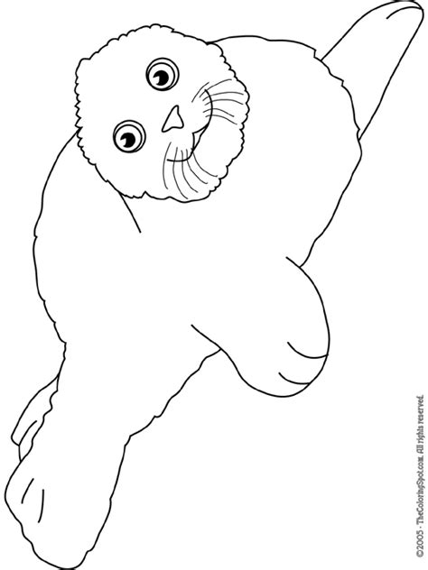 Harp Seal Coloring Page