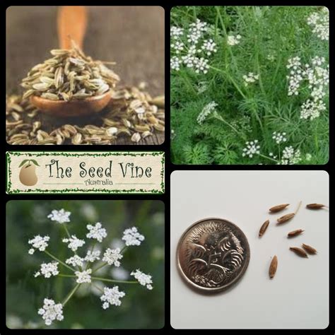 Cuminum cyminum - Cumin (Organic) - The Seed Vine