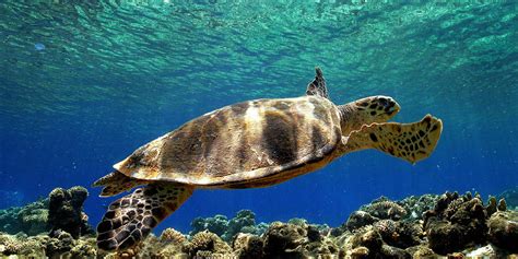 Le Tartarughe Caretta Caretta Tornano A Nidificare Sulle Spiagge