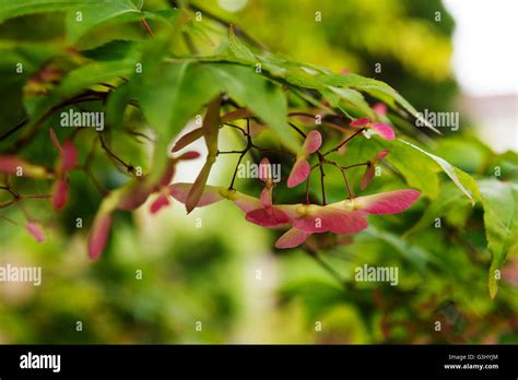 Acer palmatum Osakazuki winged seeds, early summer Stock Photo - Alamy