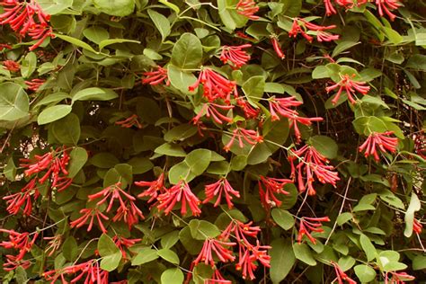 Pergola Plants Guide Shade And Enhance Your Outdoor Space