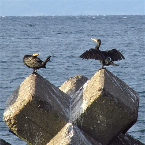 丹氏鸕鷀 (Phalacrocorax capillatus) - Picture Bird