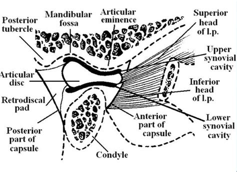 TMJ Mechanics Flashcards Quizlet