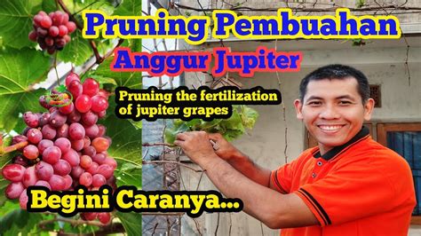 Cara Pruning Pembuahan Tabulampot Anggur Jupiter Agar Cepat Berbuah