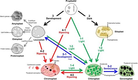 Plastids In A Plant Cell Diagram