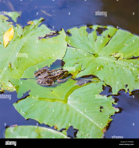 Frog sitting on leaf Stock Photo - Alamy