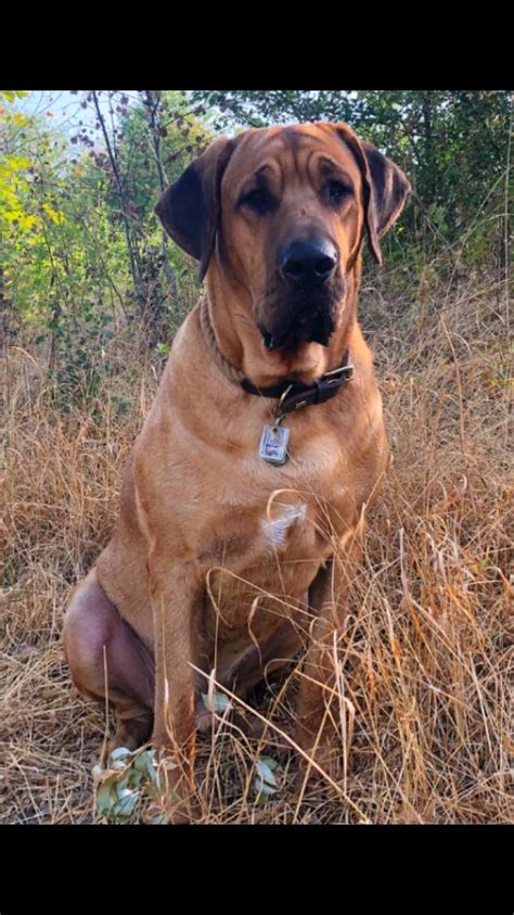 Broholmer Hund A Majestic And Loyal Companion