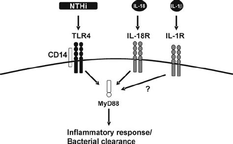 Schematic Overview We Previously Demonstrated That Recognition Of Nthi