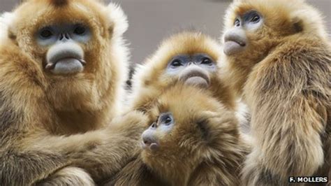 Primates Leapt To Social Living Bbc News