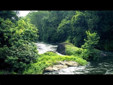 Types Of Forests In Kerala