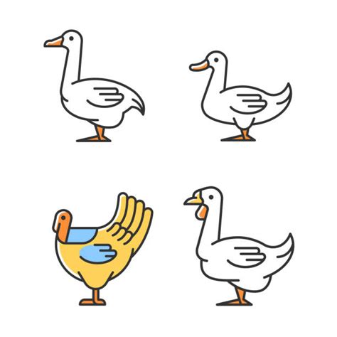 Baby Geese Cartoon Illustrations Royalty Free Vector Graphics And Clip