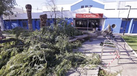 El Fuerte Viento Derriba Un Rbol De Grandes Dimensiones Frente Al