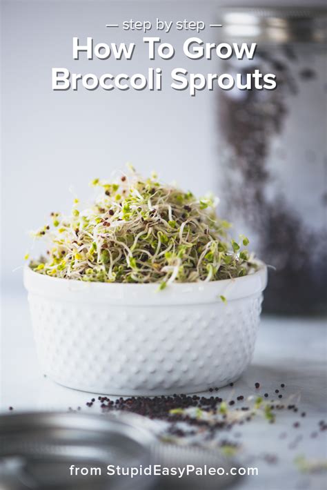 Growing Broccoli Sprouts In A Jar - Broccoli Walls