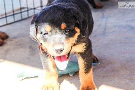 F Rott Q Red: Rottweiler puppy for sale near Phoenix, Arizona ...