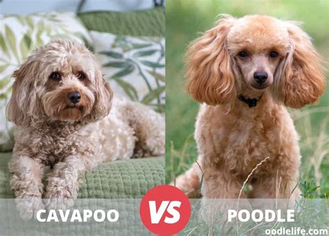 Cavapoo Vs Poodle Breed Comparison [with Photos] Oodle Life