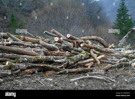 Trees Cut Down In The Forest On The Mountain Stacks Of Firewood Cut