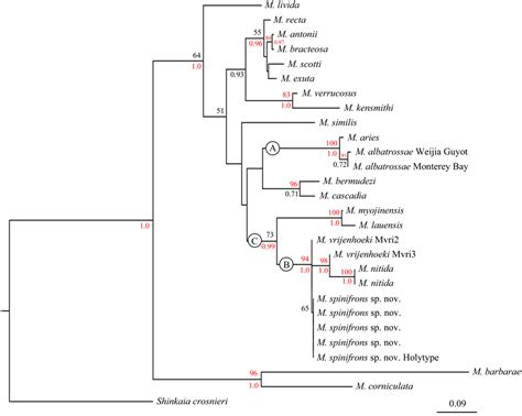 Phylogenetic Tree Obtained By The Maximum Likelihood Analysis Based On Download Scientific