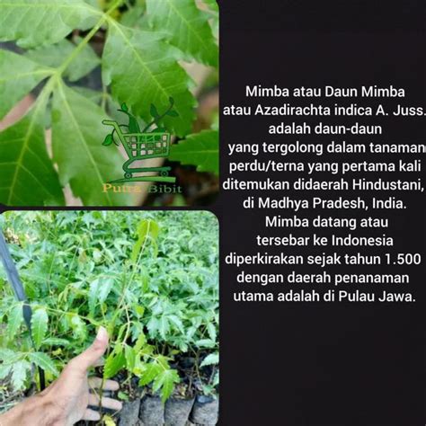 Jual Pusat Benih Tanaman Bibit Pohon Mimba Azadirachta Indica