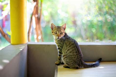 Gato Que Se Sienta En El Balcón Imagen de archivo Imagen de animales